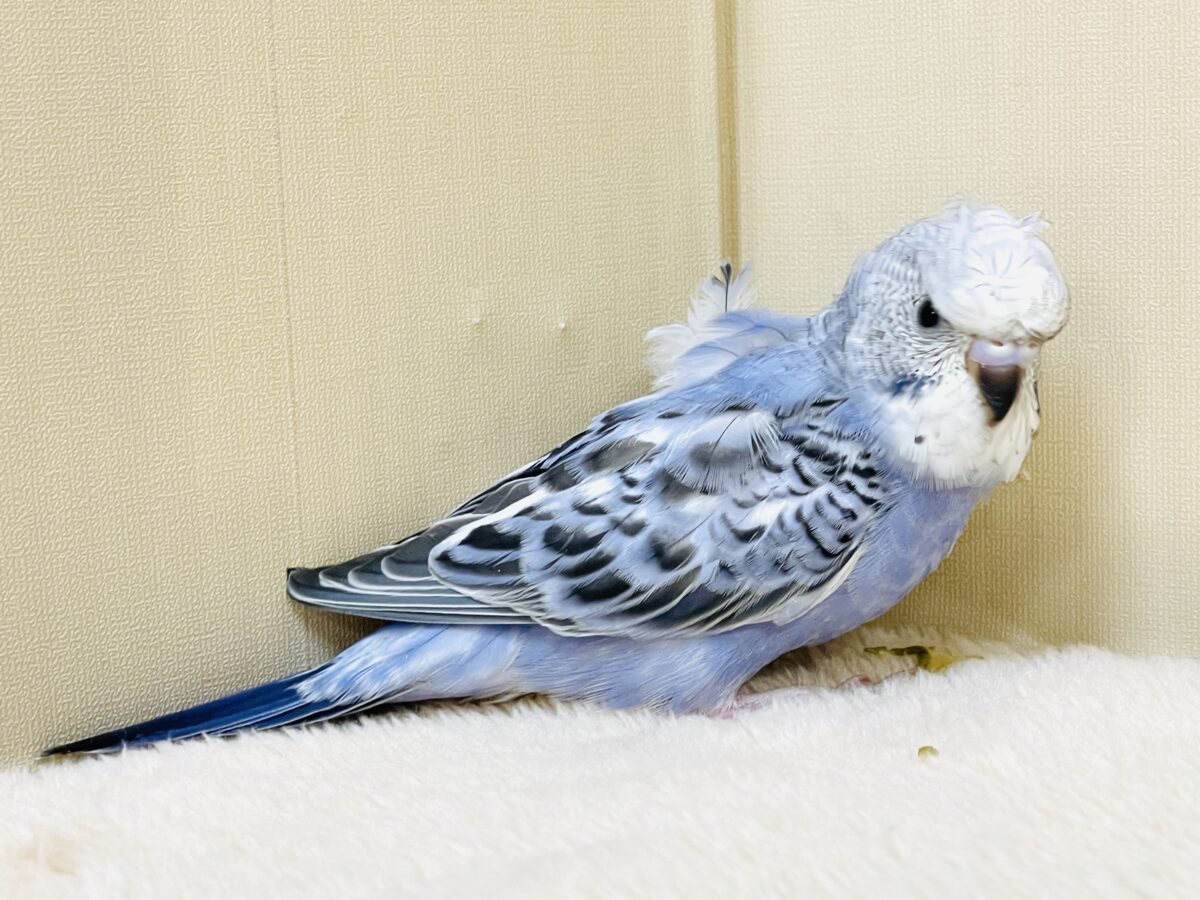 梵天セキセイインコ