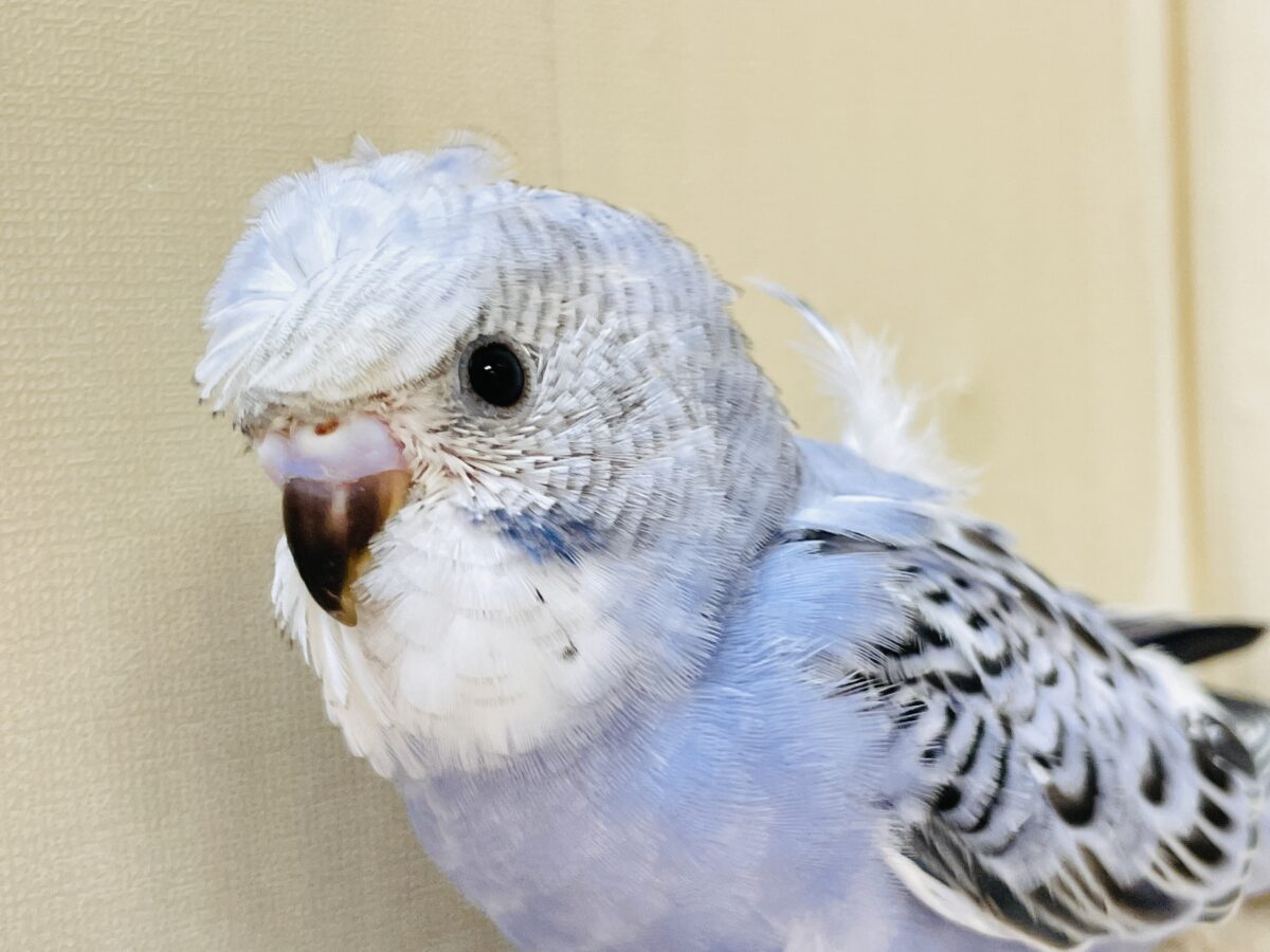 梵天セキセイインコ