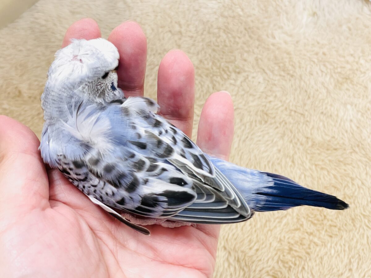 梵天セキセイインコ