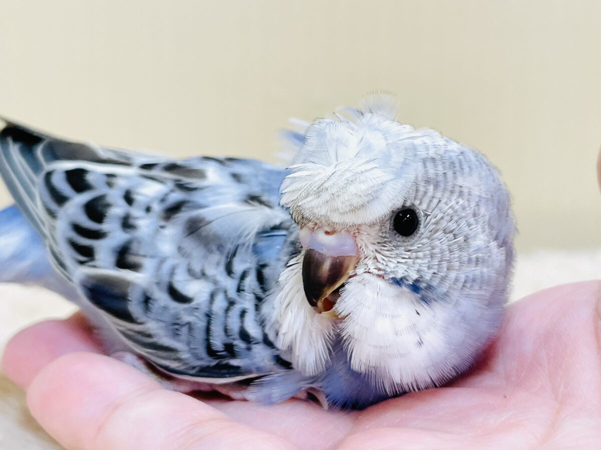 梵天セキセイインコ