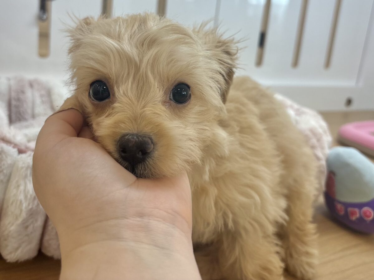 チワプー