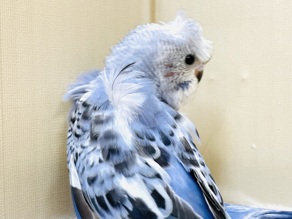 梵天セキセイインコ