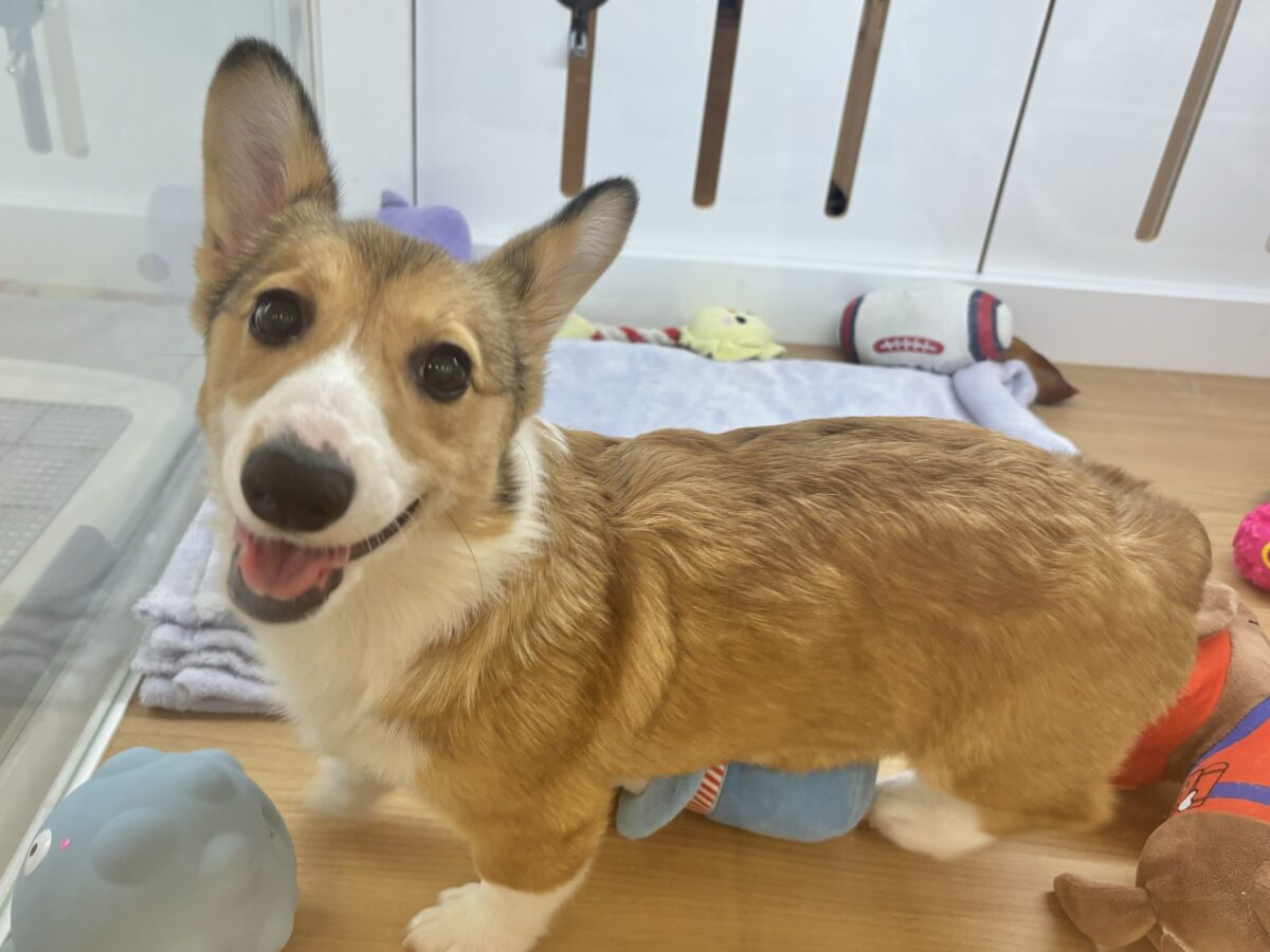 ウェルシュコーギー・ペンブローグ