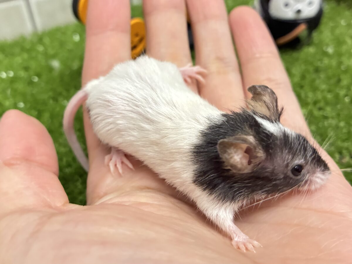 パンダマウス