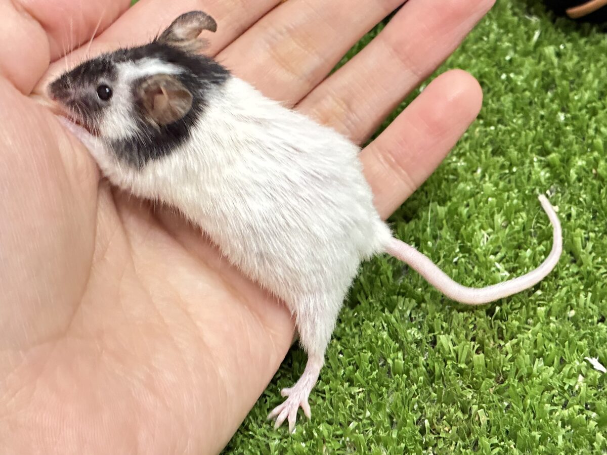 パンダマウス