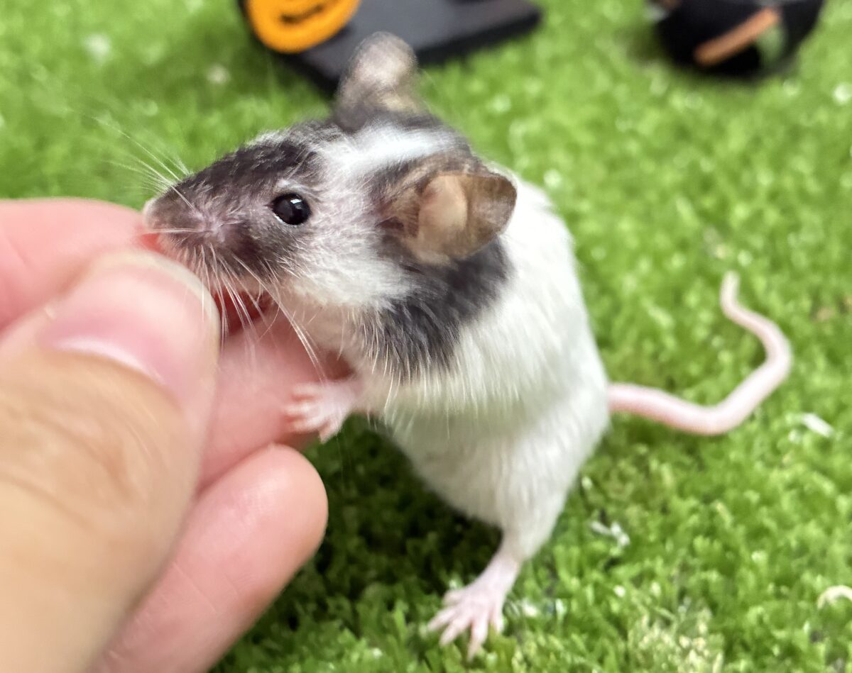 真夜中のラブサンダー❕🩷⚡️パンダマウス(2026年4月生まれ)