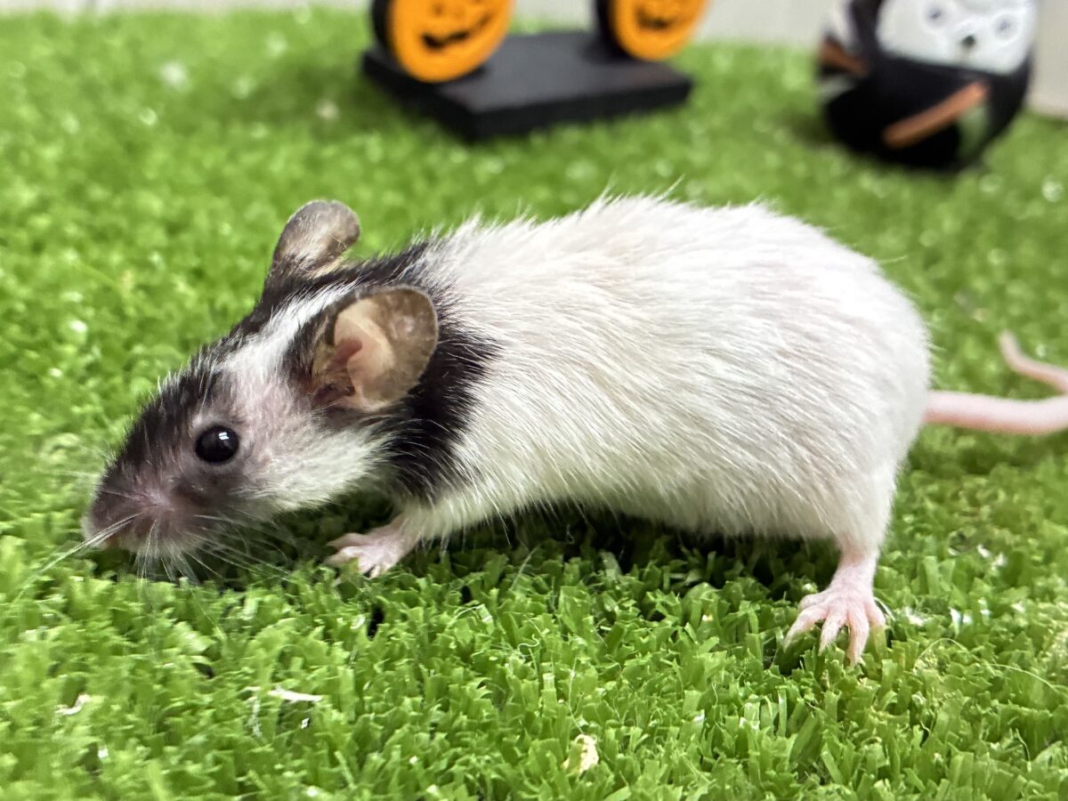 パンダマウス