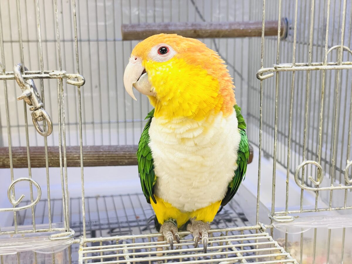 【最新画像】好奇心旺盛💛🤍💚シロハラインコ(女の子) シロハラインコ