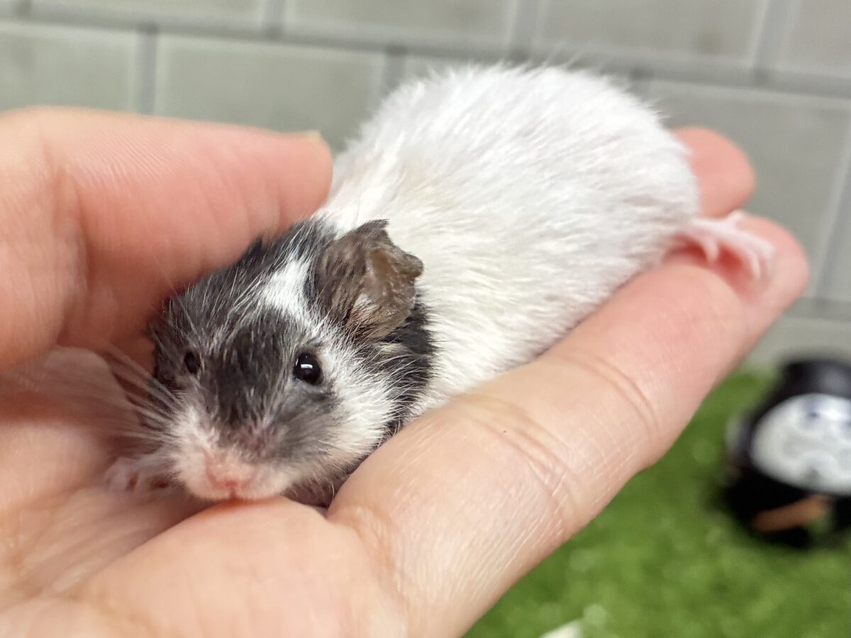 パンダマウス