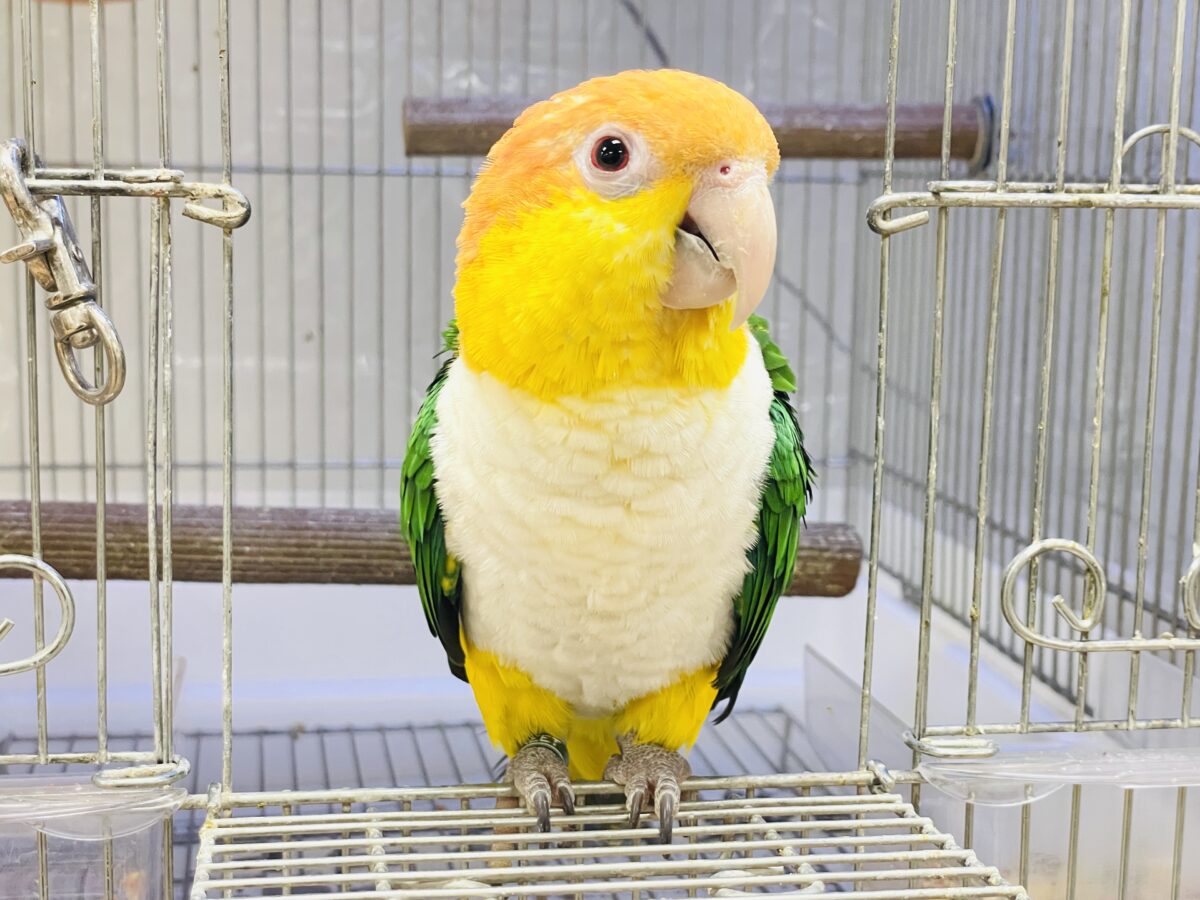 【最新画像】好奇心旺盛💛🤍💚シロハラインコ(女の子) シロハラインコ