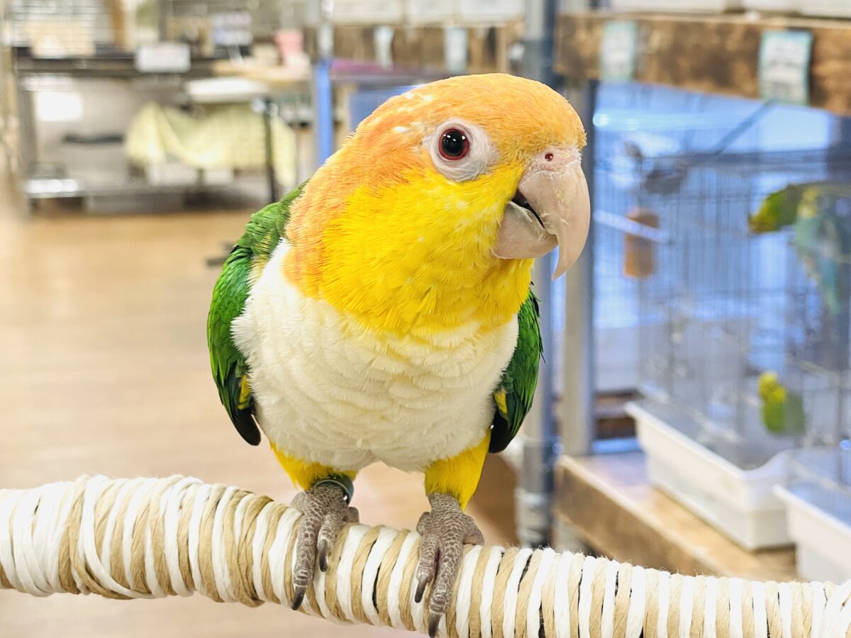 【最新画像】好奇心旺盛💛🤍💚シロハラインコ(女の子) 【最新画像】好奇心旺盛💛🤍💚シロハラインコ(女の子)