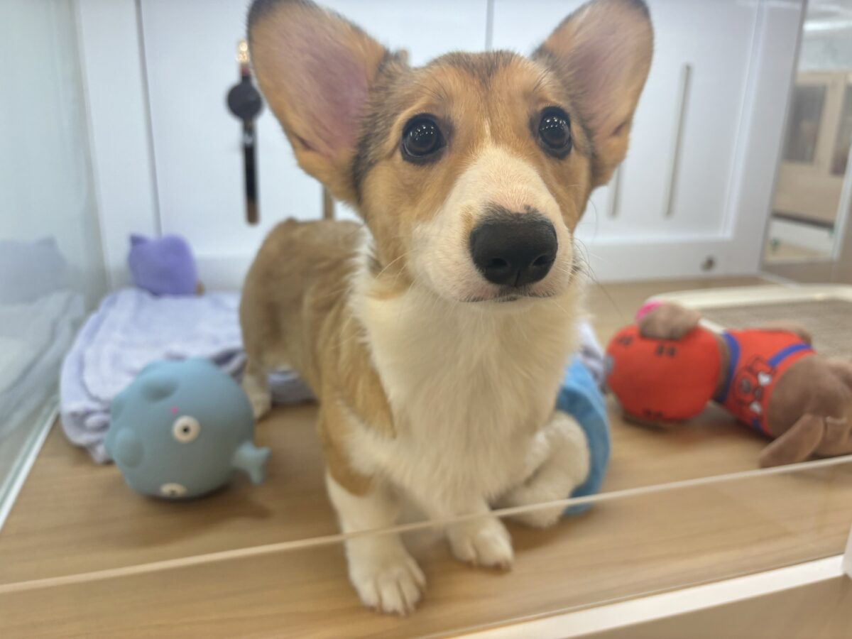 ウェルシュコーギー・ペンブローグ