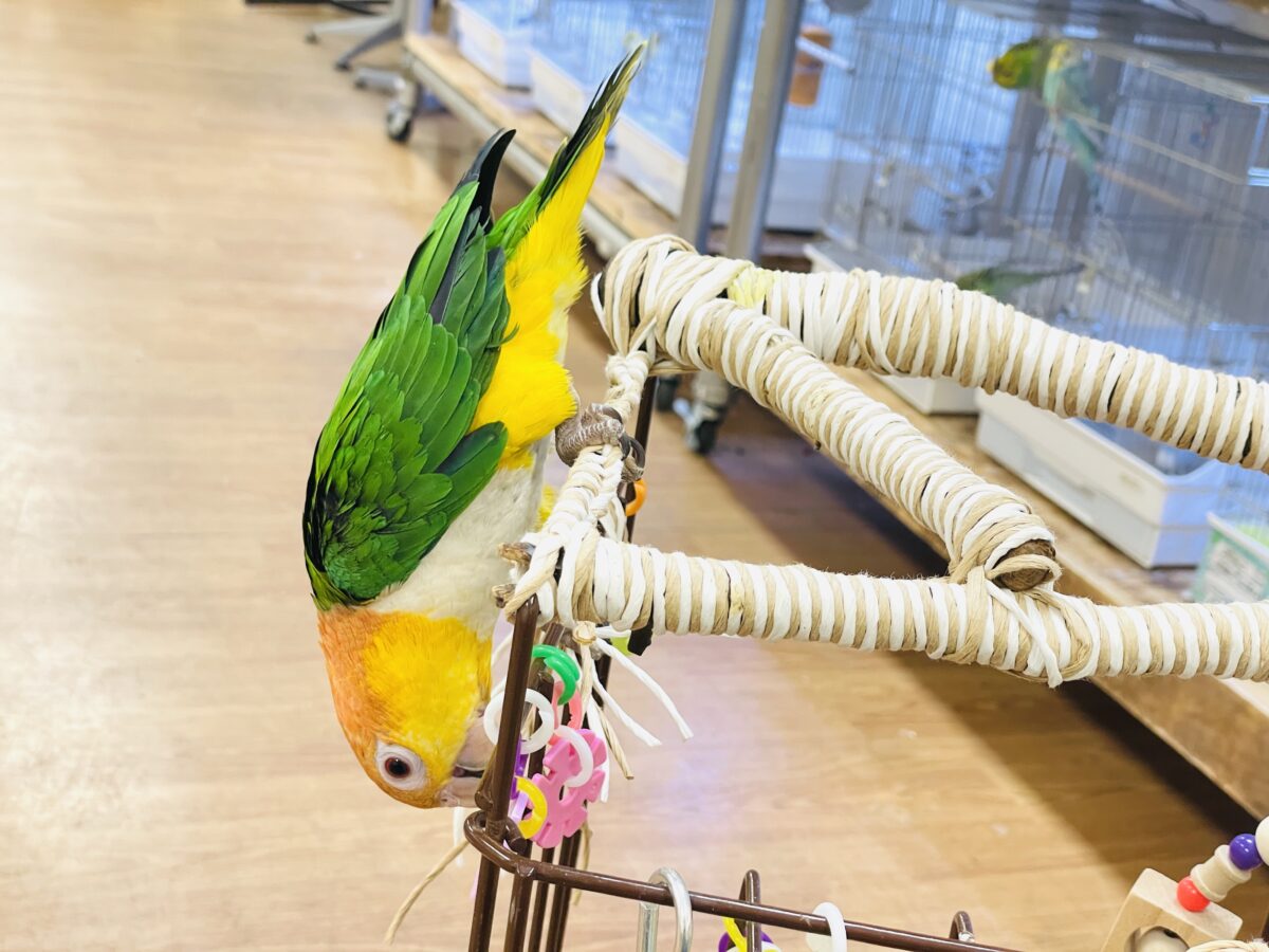 【最新画像】好奇心旺盛💛🤍💚シロハラインコ(女の子) シロハラインコ