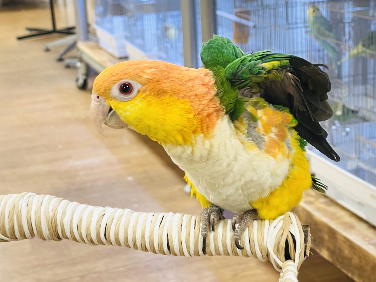 【最新画像】好奇心旺盛💛🤍💚シロハラインコ(女の子) シロハラインコ