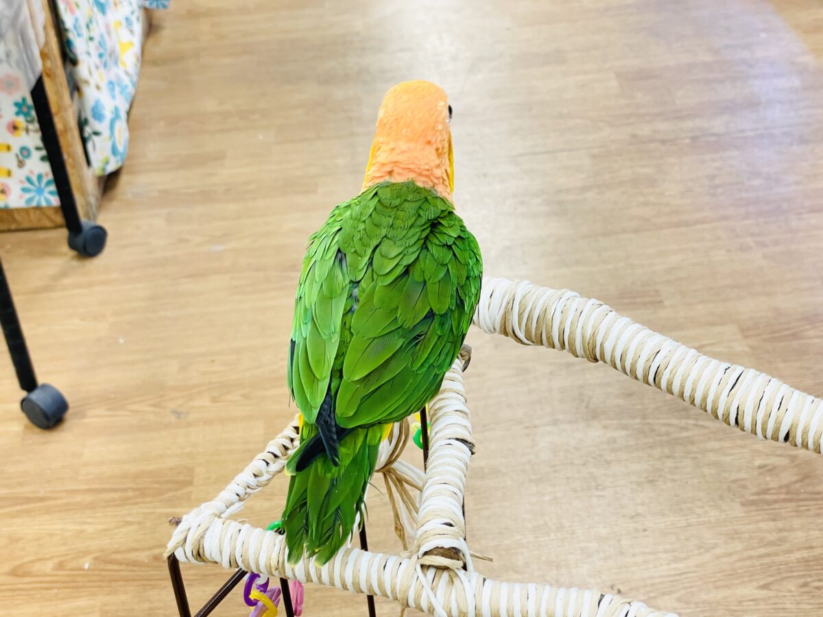 【最新画像】好奇心旺盛💛🤍💚シロハラインコ(女の子) シロハラインコ