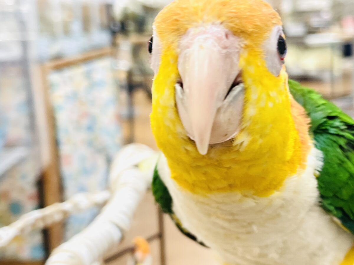 【最新画像】好奇心旺盛💛🤍💚シロハラインコ(女の子) シロハラインコ