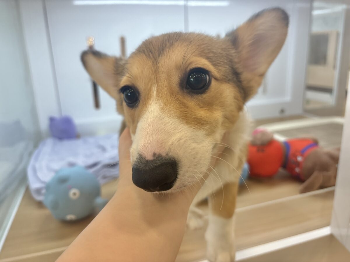 ウェルシュコーギー・ペンブローグ