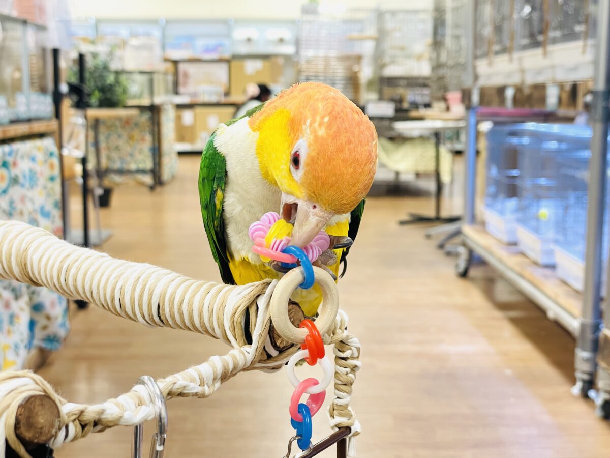 【最新画像】好奇心旺盛💛🤍💚シロハラインコ(女の子) シロハラインコ