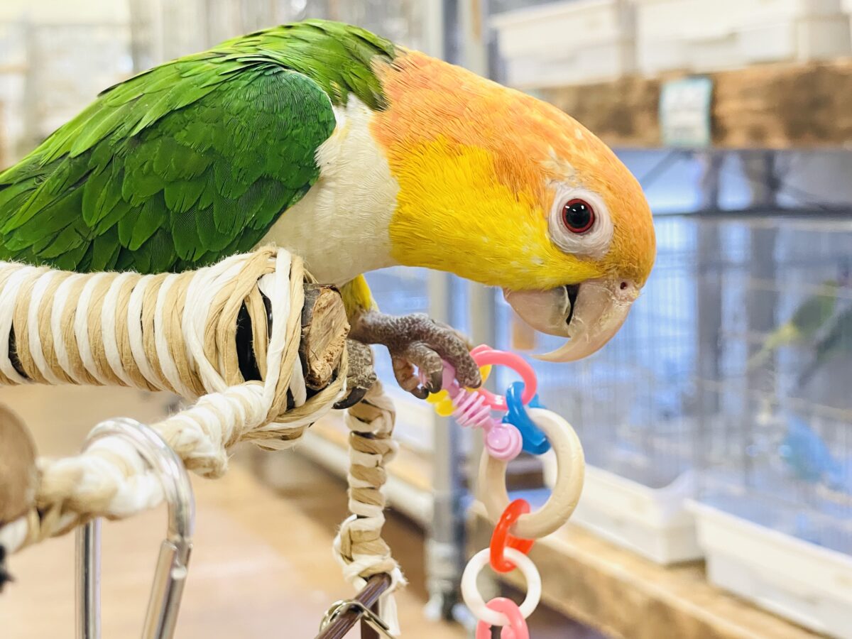 【最新画像】好奇心旺盛💛🤍💚シロハラインコ(女の子) シロハラインコ