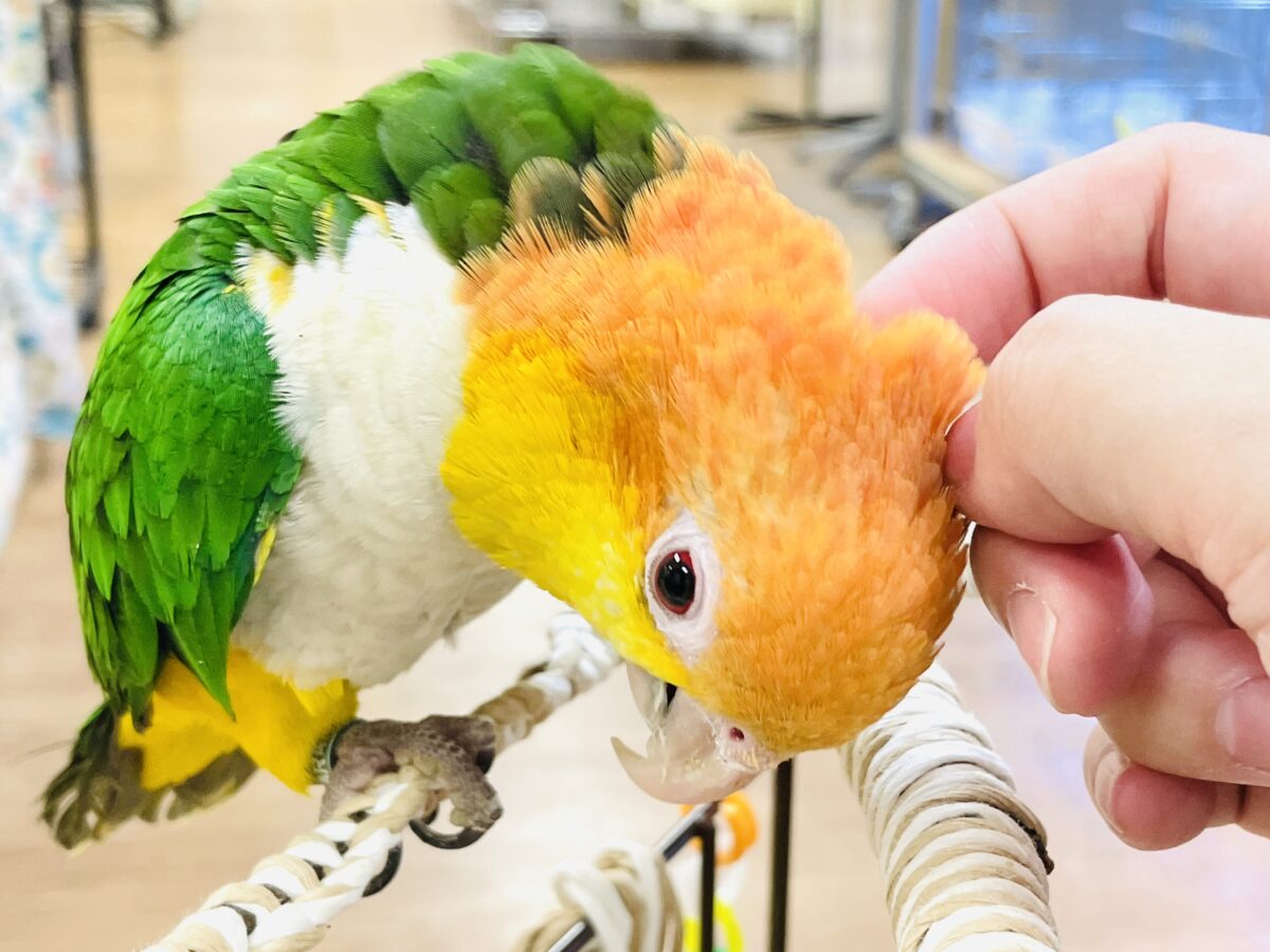 【最新画像】好奇心旺盛💛🤍💚シロハラインコ(女の子) シロハラインコ