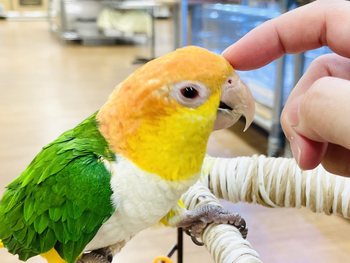 【最新画像】好奇心旺盛💛🤍💚シロハラインコ(女の子) シロハラインコ