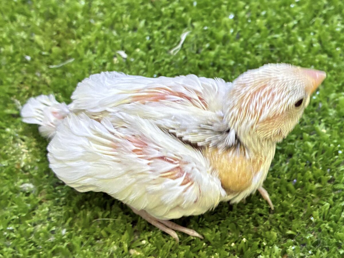 白文鳥