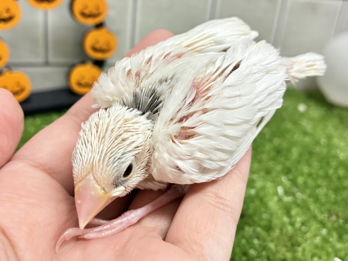 白文鳥