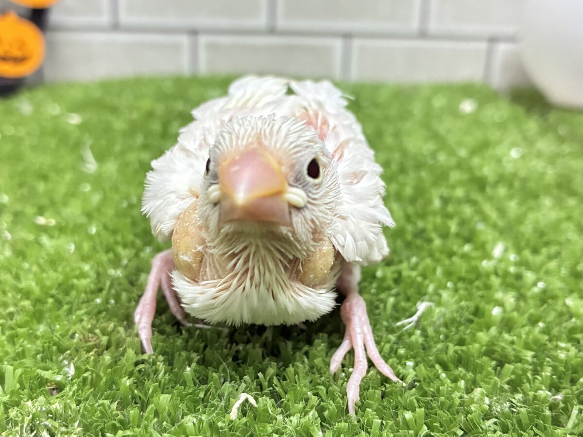 白文鳥