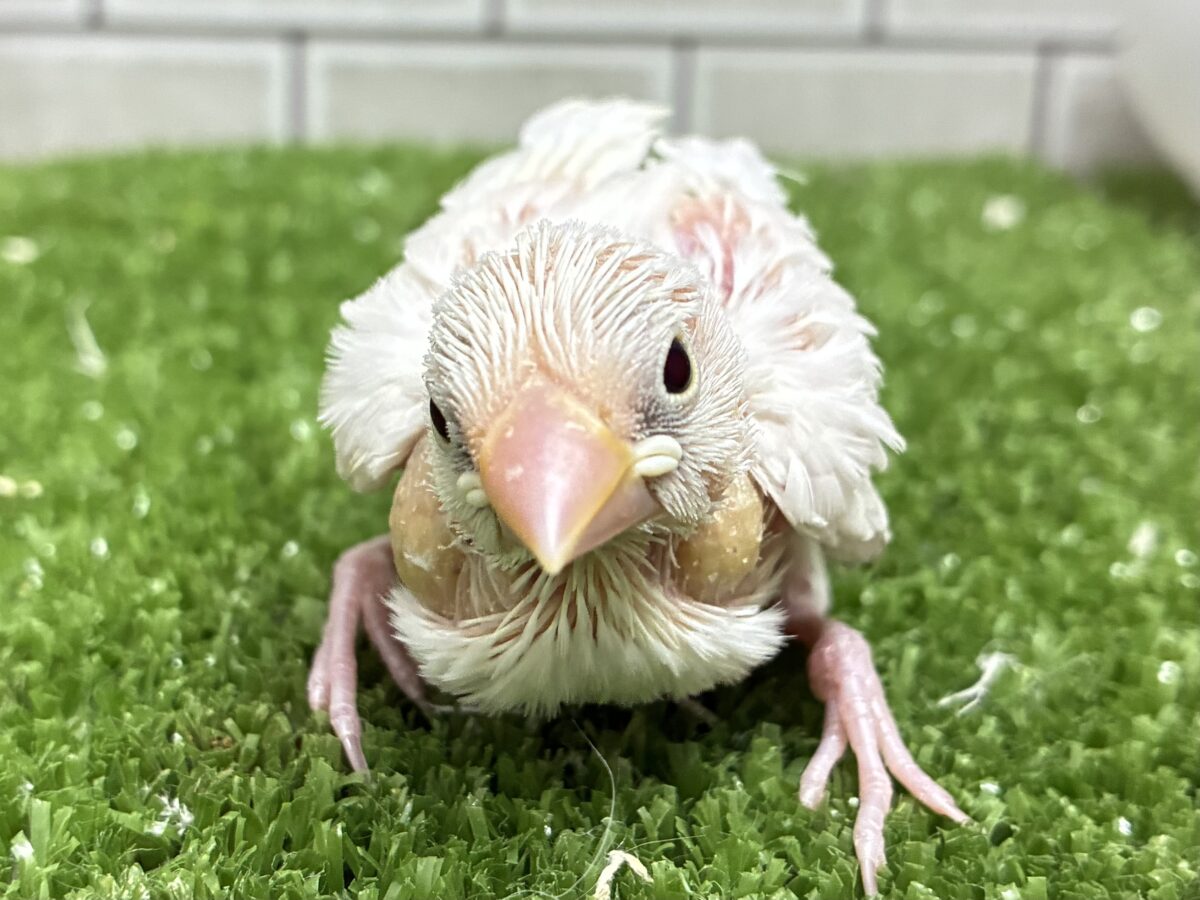 あま〜い気持ちをコ〜ディング.  ̫ .🩷白文鳥(2026年10月生まれ)