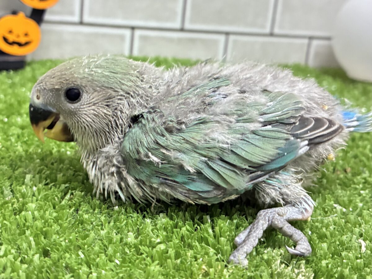 コザクラインコ（小桜インコ）