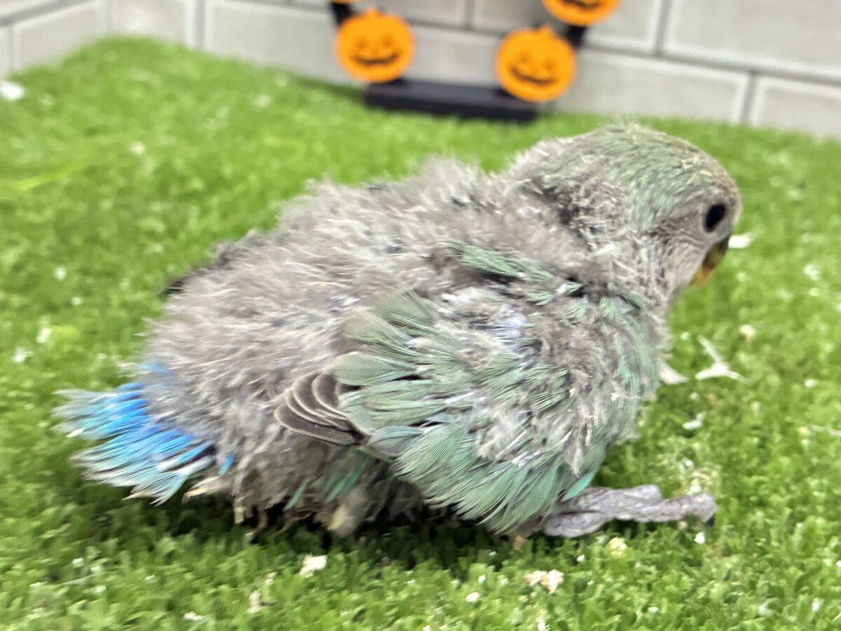 コザクラインコ（小桜インコ）