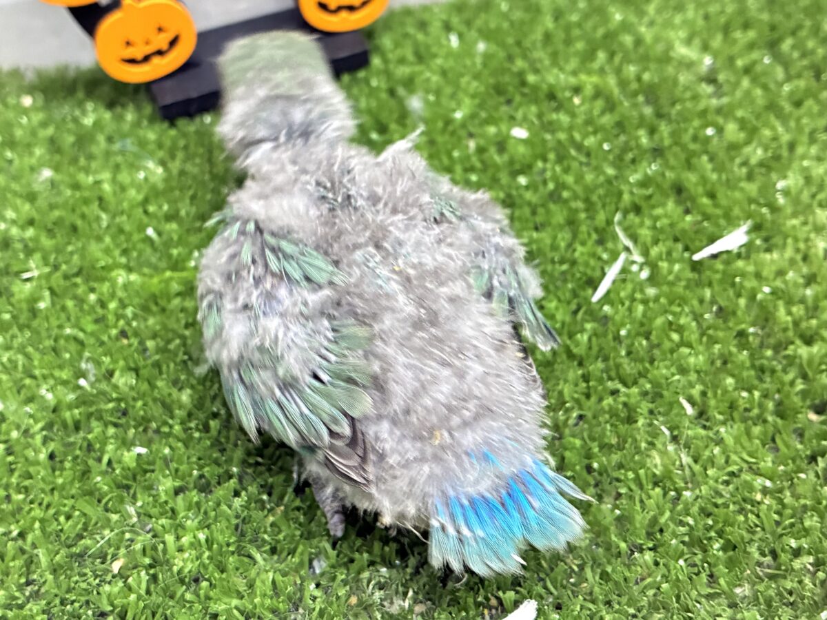 コザクラインコ（小桜インコ）