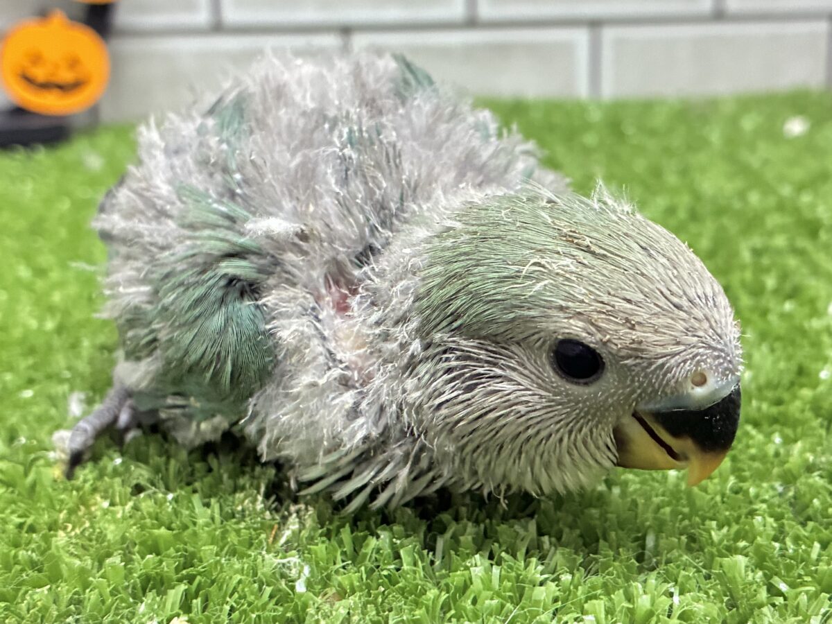 コザクラインコ（小桜インコ）