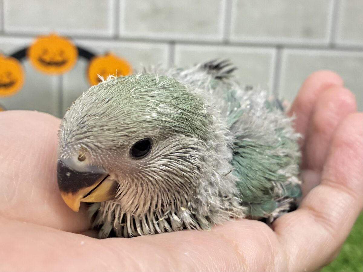 大きく翔び立つ🪽⋆.*ヤツデの葉❕👺コザクラインコ(ブルーチェリー/2026年10月生まれ)