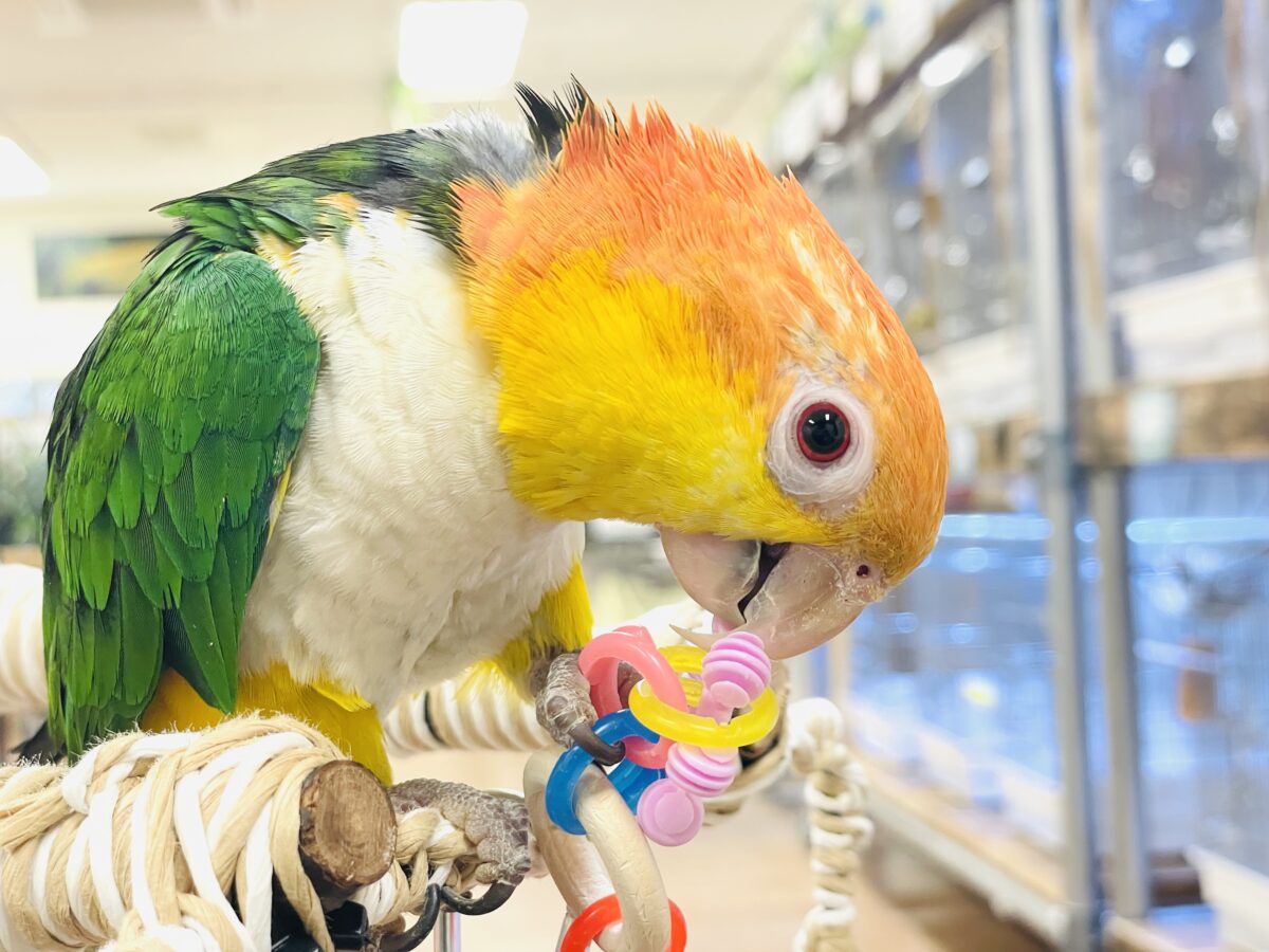 【最新画像】好奇心旺盛💛🤍💚シロハラインコ(女の子) シロハラインコ