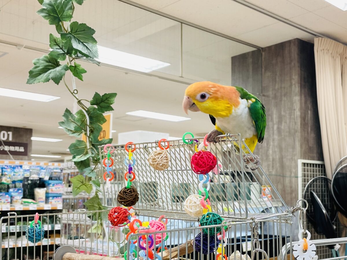 【最新画像】好奇心旺盛💛🤍💚シロハラインコ(女の子) シロハラインコ