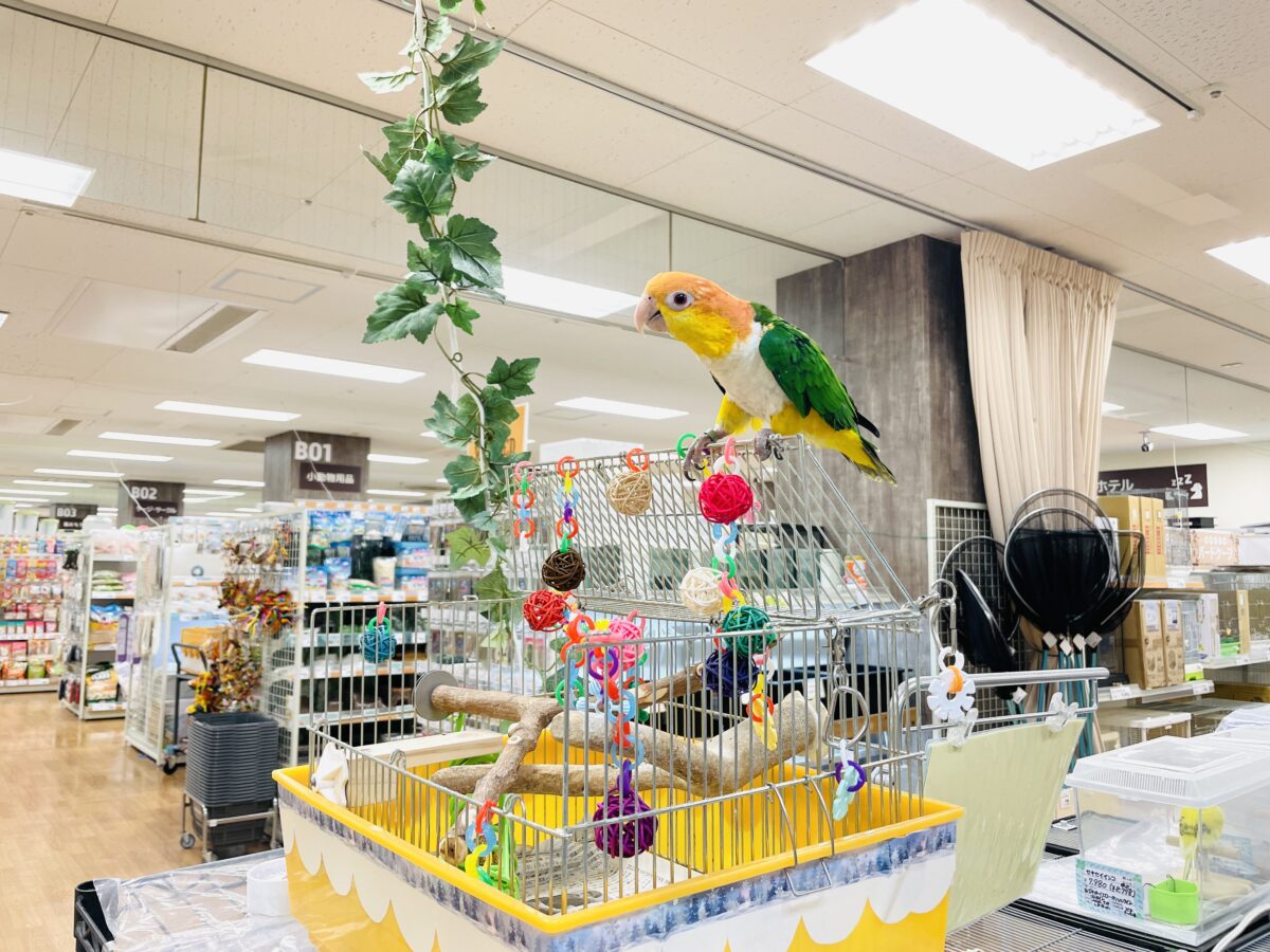 【最新画像】好奇心旺盛💛🤍💚シロハラインコ(女の子) シロハラインコ