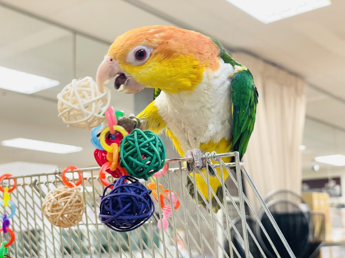【最新画像】好奇心旺盛💛🤍💚シロハラインコ(女の子) シロハラインコ