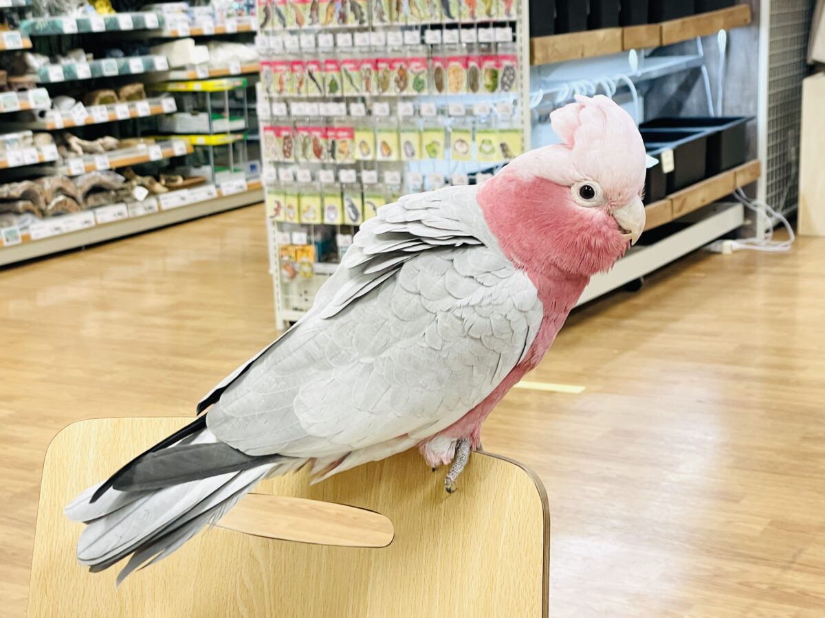モモイロインコ