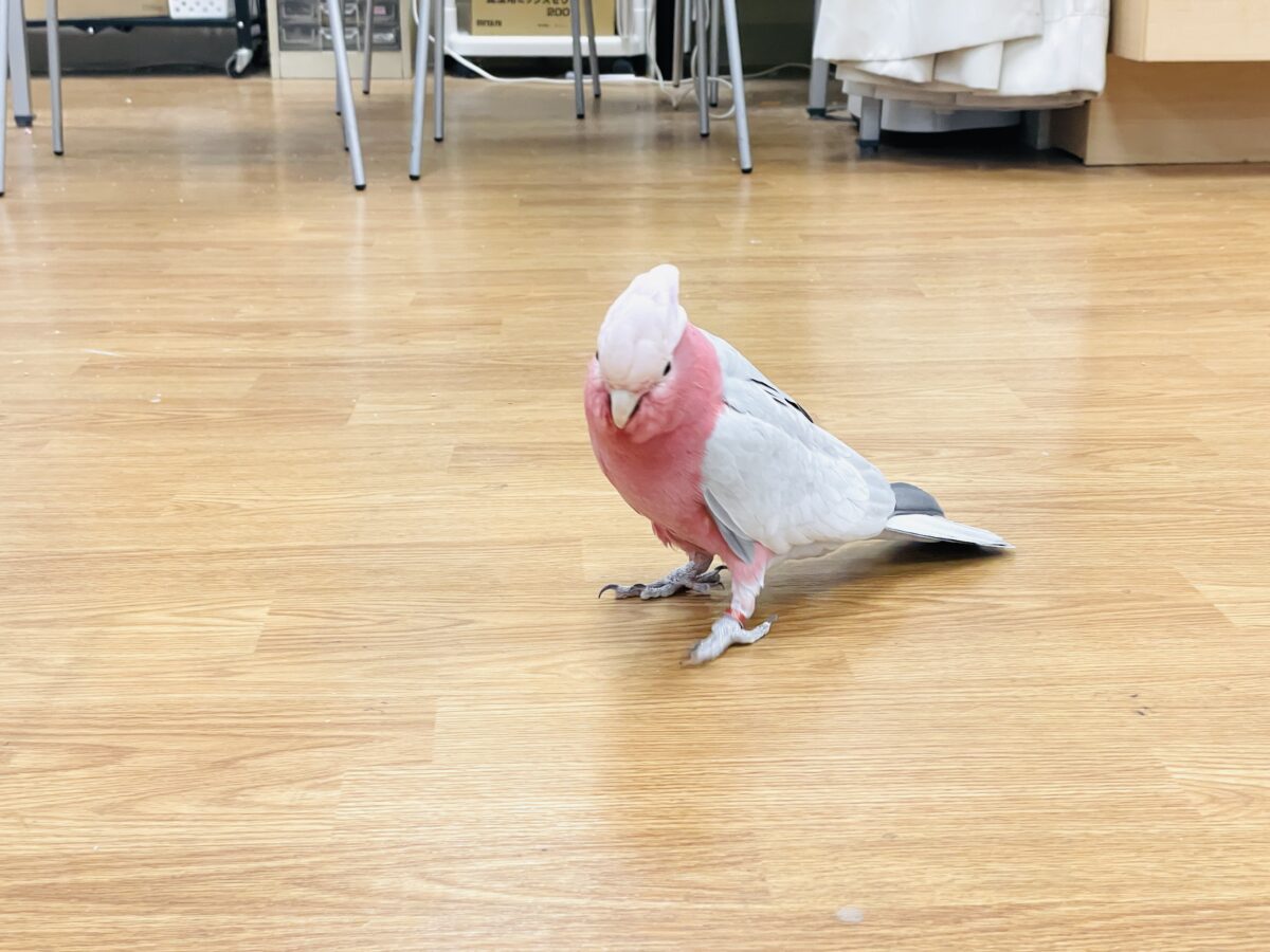 モモイロインコ