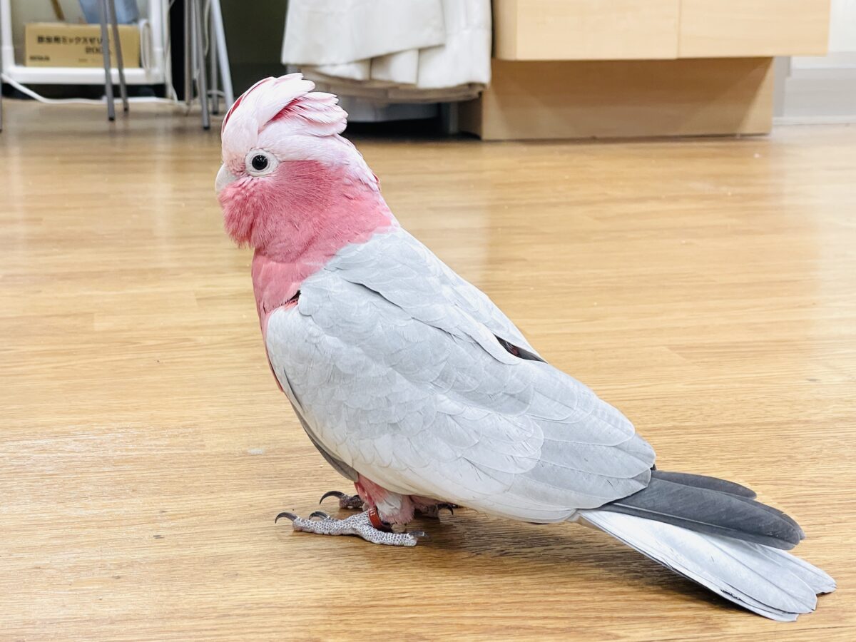 モモイロインコ