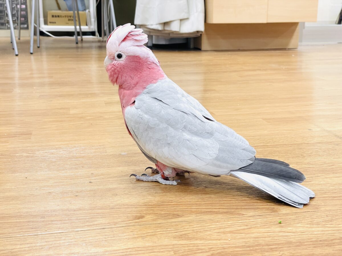 モモイロインコ