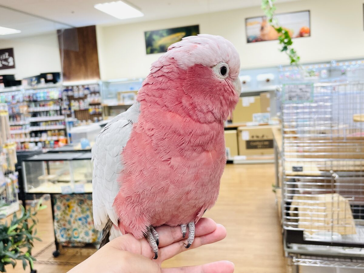 モモイロインコ