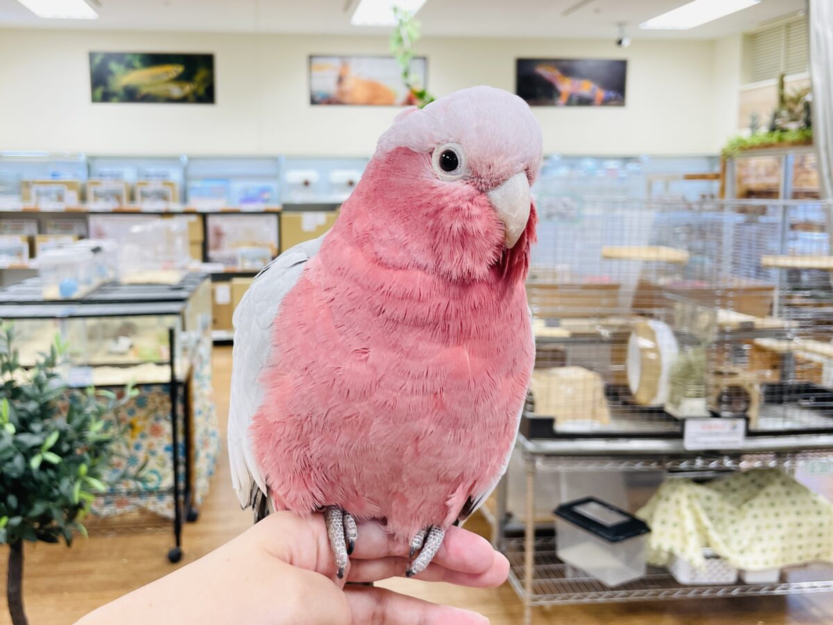 モモイロインコ