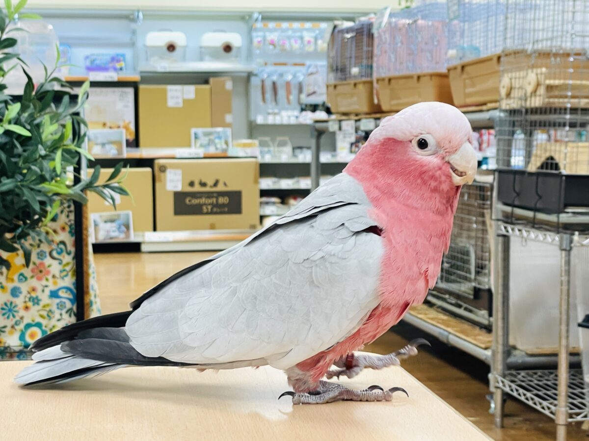 モモイロインコ