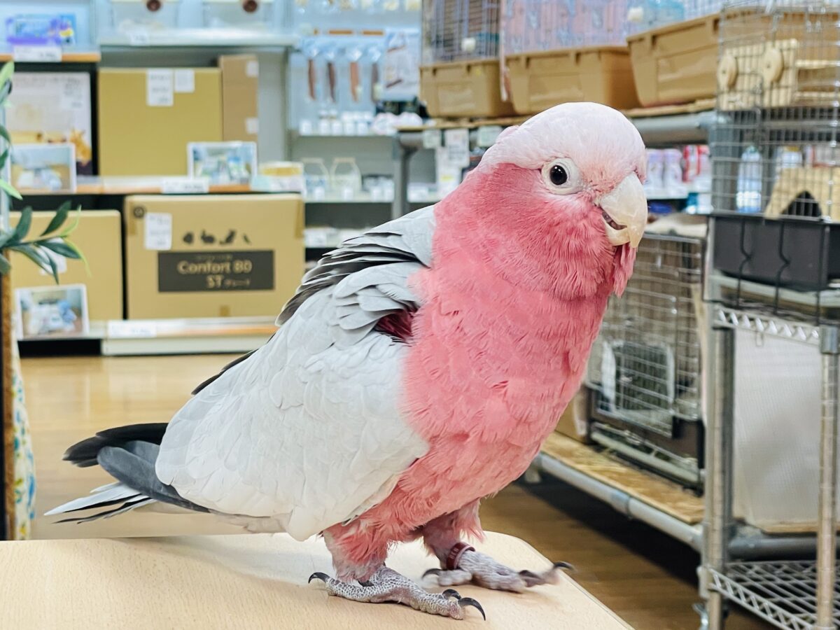 モモイロインコ