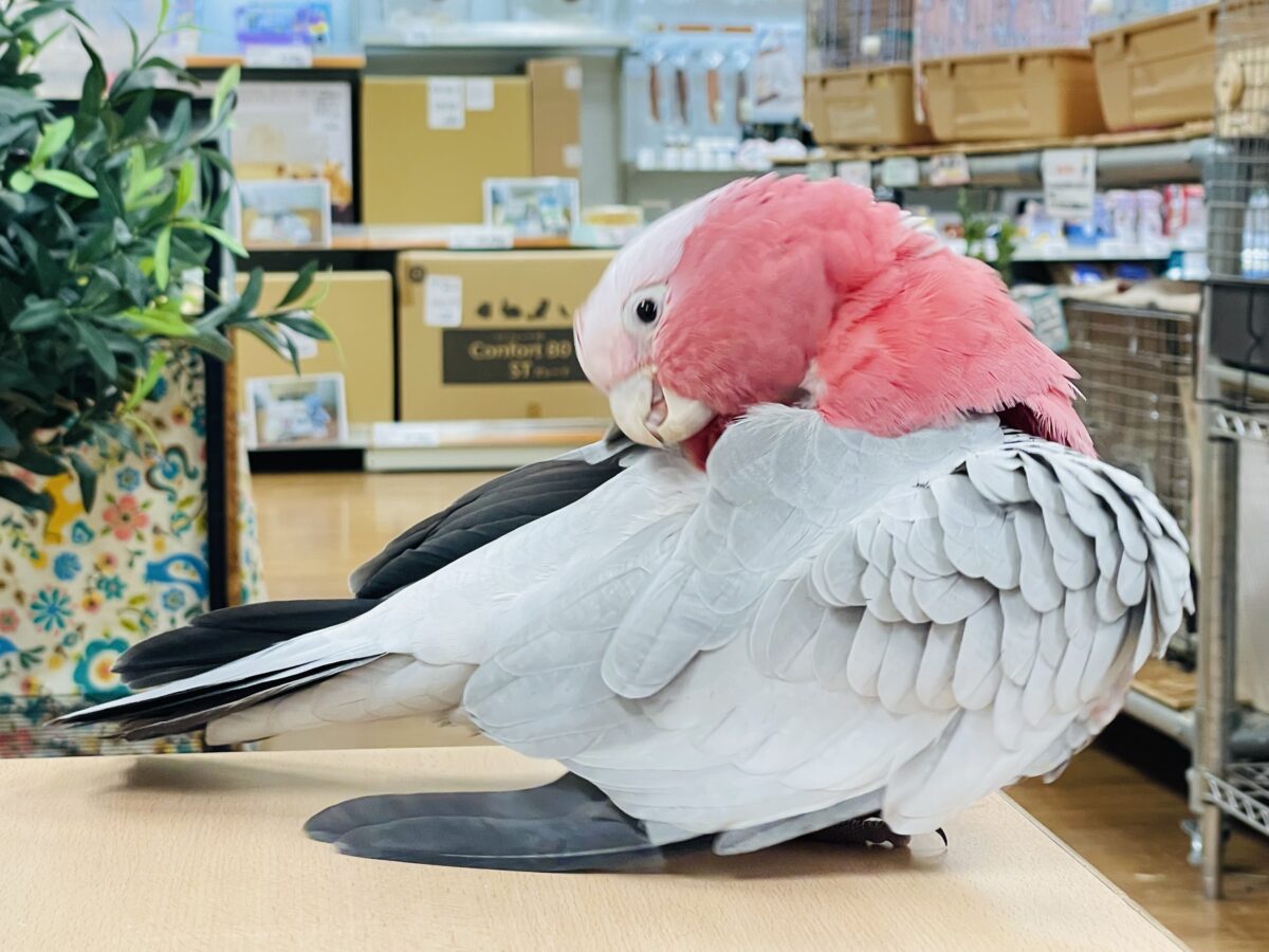 モモイロインコ