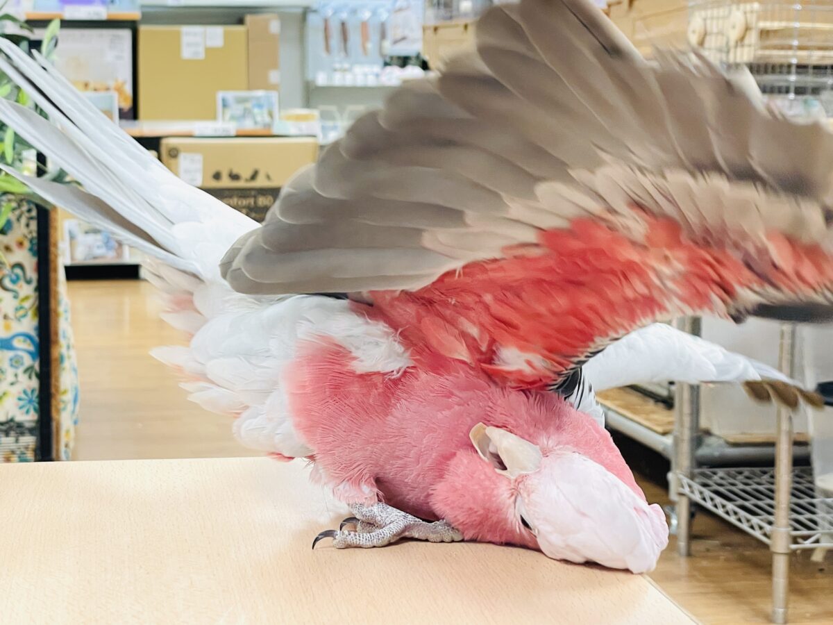 モモイロインコ
