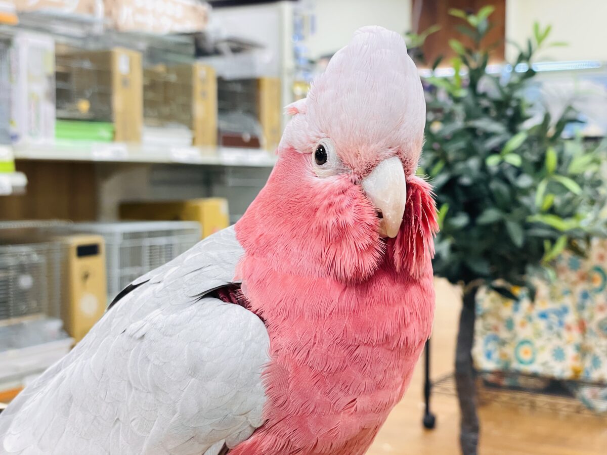 【最新画像】ピンクの鳥さん💕モモイロインコ（男の子）