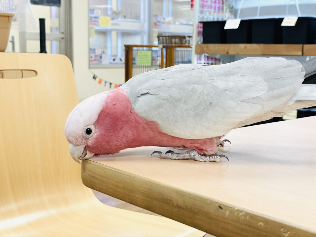 モモイロインコ